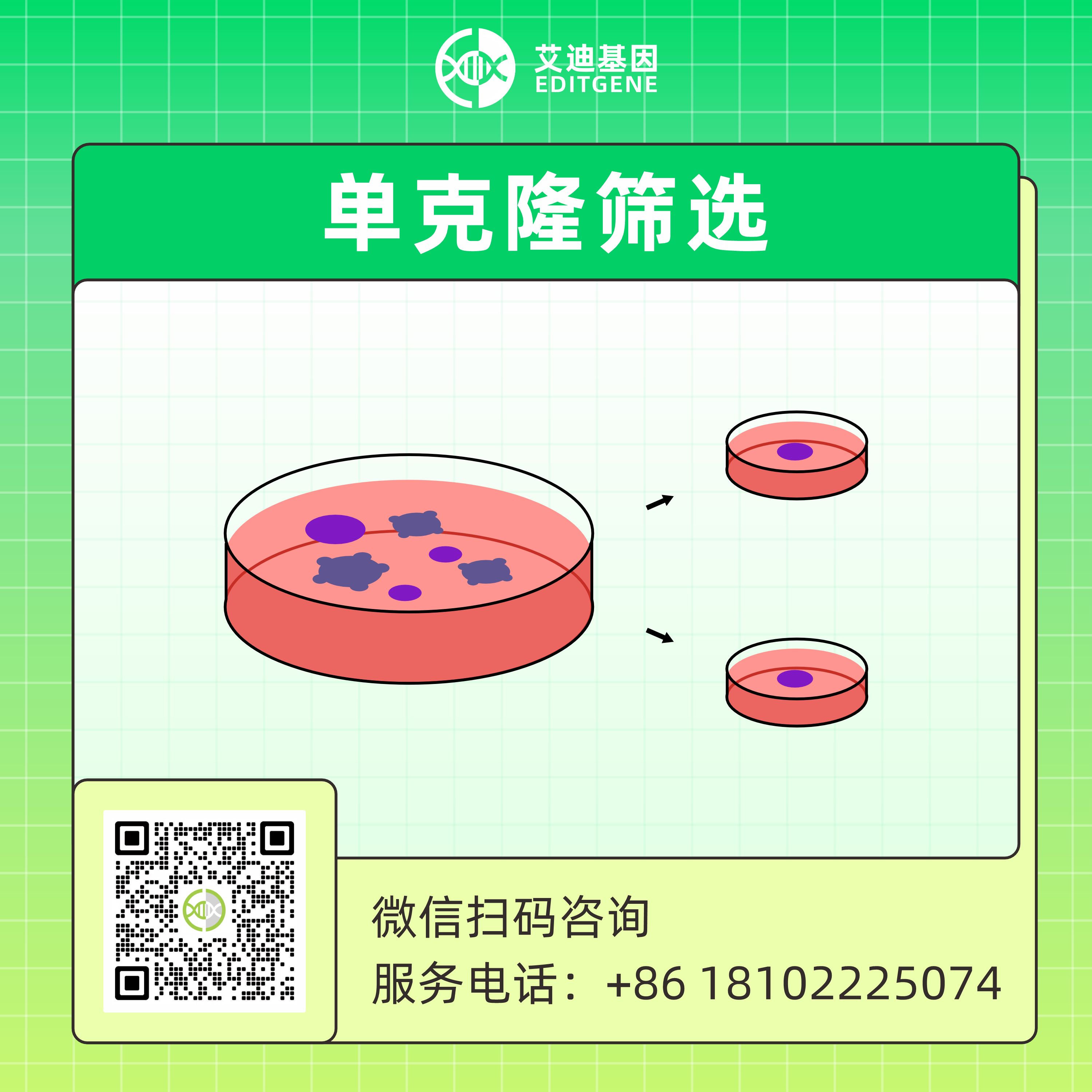 细胞单克隆筛选