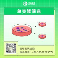 细胞单克隆筛选