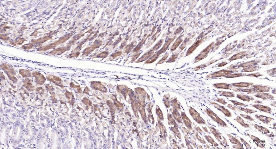 PI3 Kinase p110 beta Rabbit pA