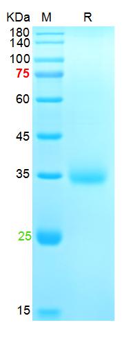 Recombinant SARS-Cov-2 Spike R
