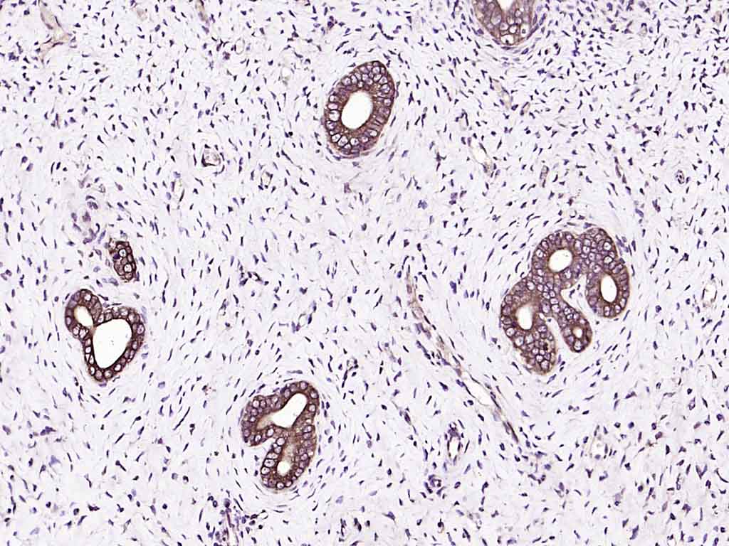 IGF 1 Rabbit pAb(bs-0014R)-50u