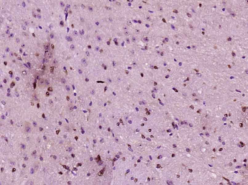 Neurogenin 2 Rabbit pAb(bs-369