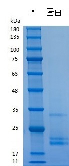 Recombinant human G-CSF protei