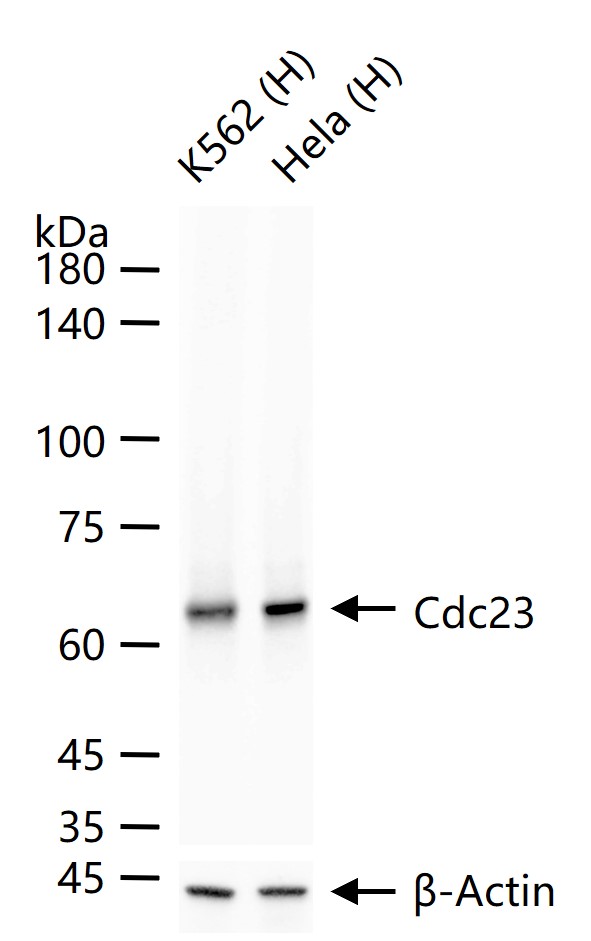 Cdc23 Recombinant Rabbit mAb(b