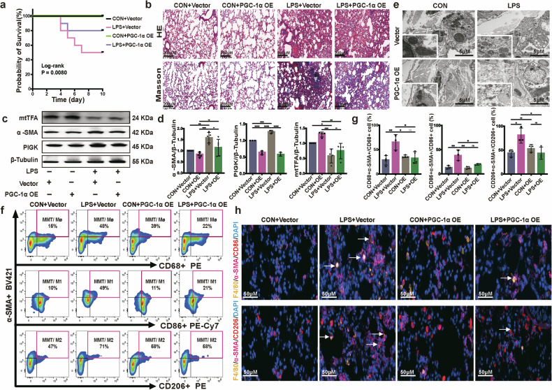 迁移体研究 迁移体研究