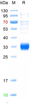 Recombinant human Adiponectin,