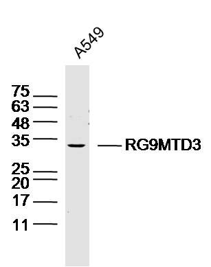 RG9MTD3 Rabbit pAb(bs-19845R)-