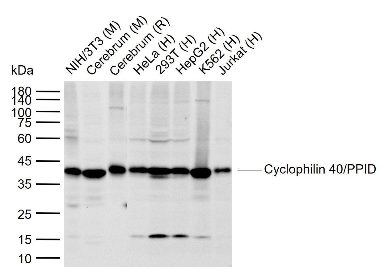 Cyclophilin 40/PPID Rabbit pAb