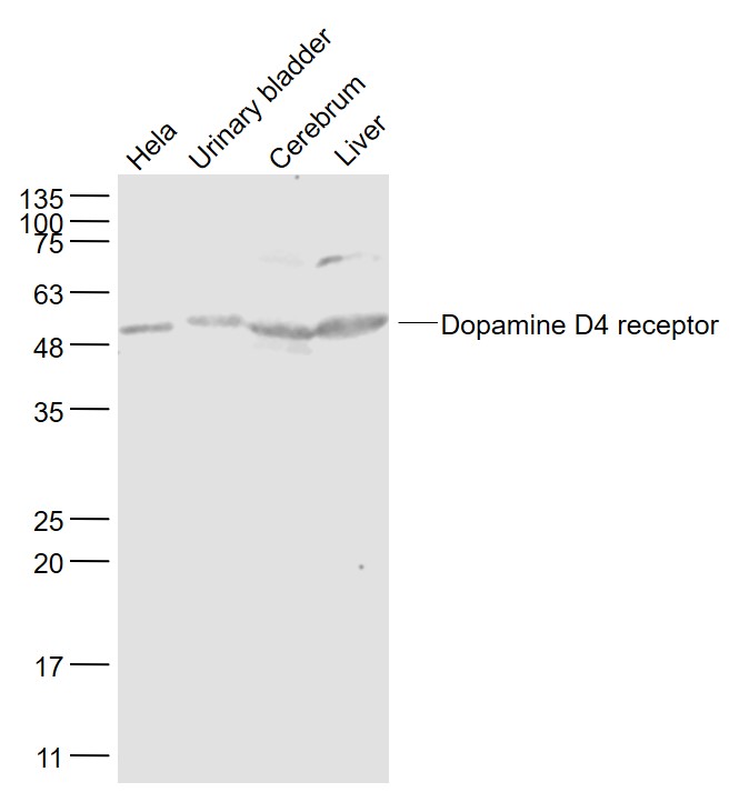 Dopamine D4 receptor Rabbit pA