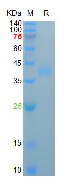 Recombinant human Azurocidin, 