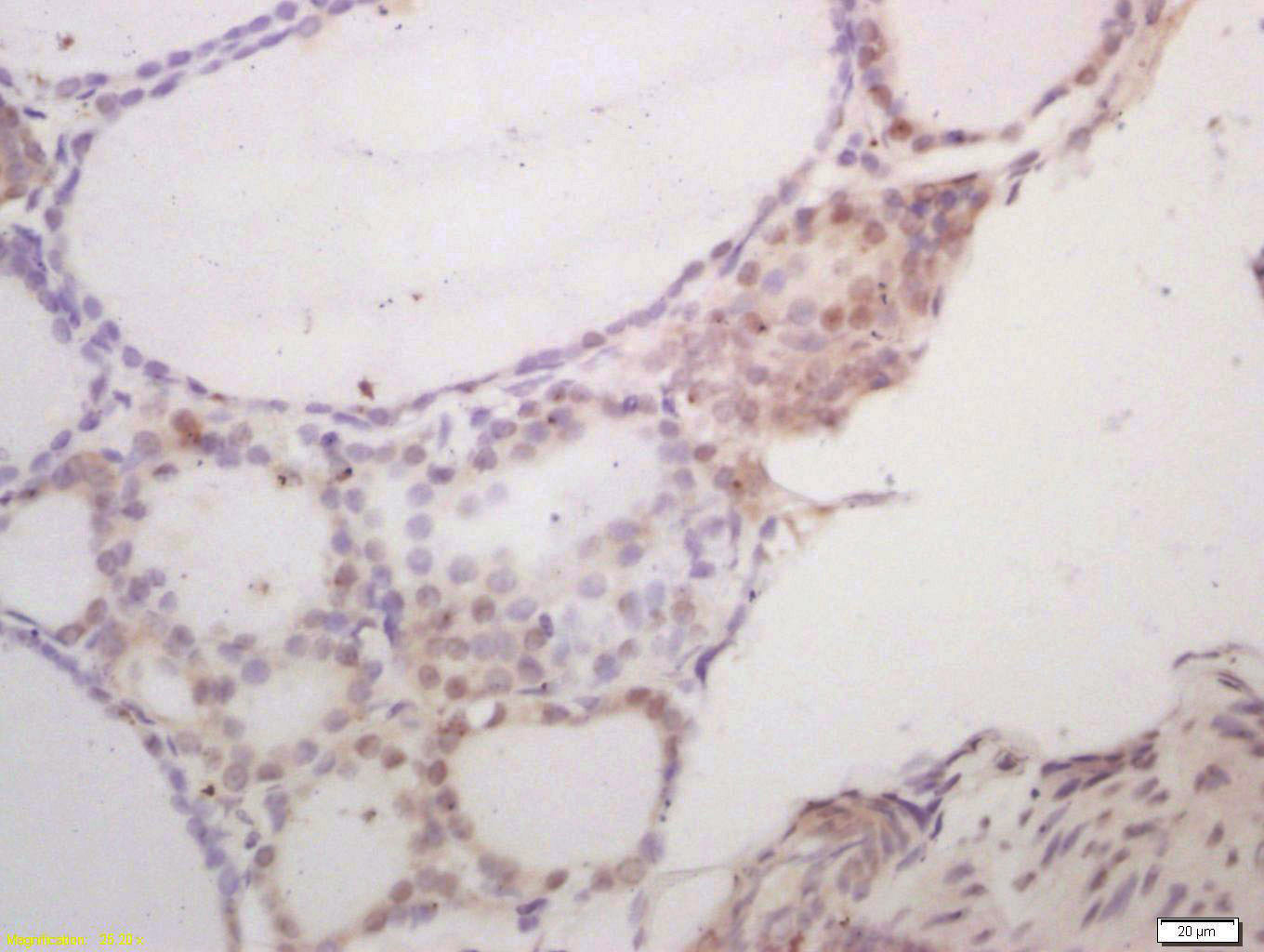 SCXA Rabbit pAb(bs-12364R)-50u