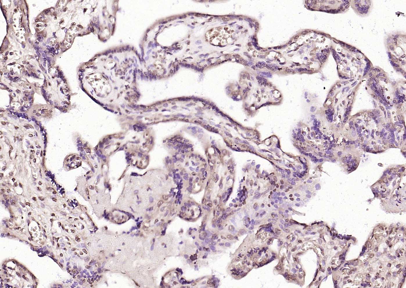 PLK1 Rabbit pAb(bs-3535R)-50ul