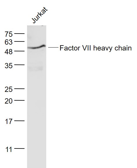 Factor VII heavy chain Rabbit 