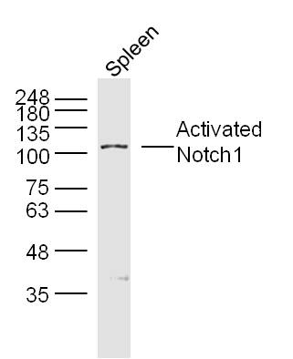 Activated Notch1 Rabbit pAb(bs