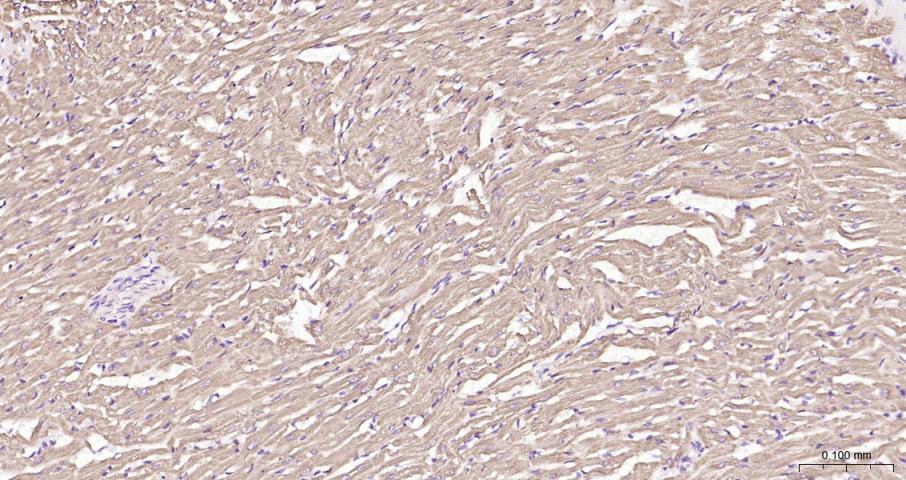 Cytochrome C Rabbit pAb(bs-001