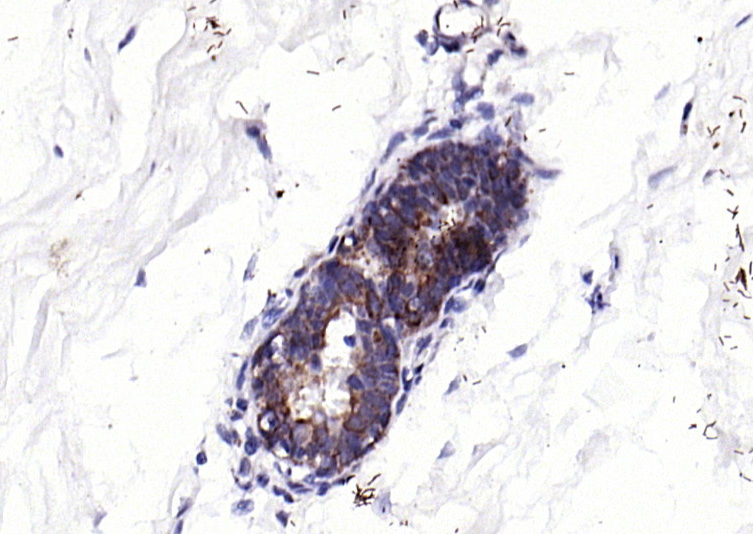 ECM1 Rabbit pAb(bs-0776R)-50ul