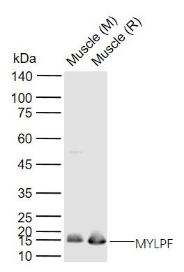 MYLPF Rabbit pAb(bs-5159R)-50u