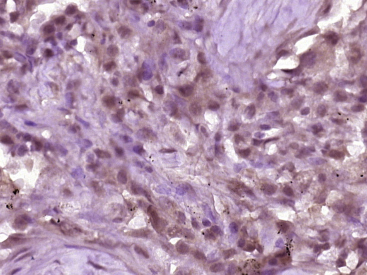 VAV3 Rabbit pAb(bs-4286R)-50ul