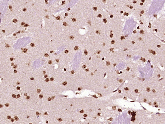 ORC3 Rabbit pAb(bs-18023R)-50u