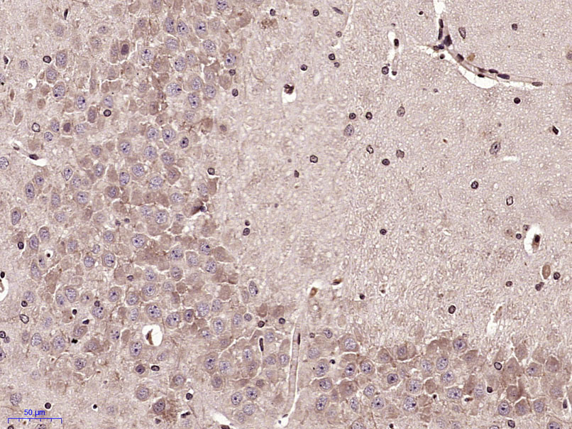 MCP3 Rabbit pAb(bs-1987R)-50ul