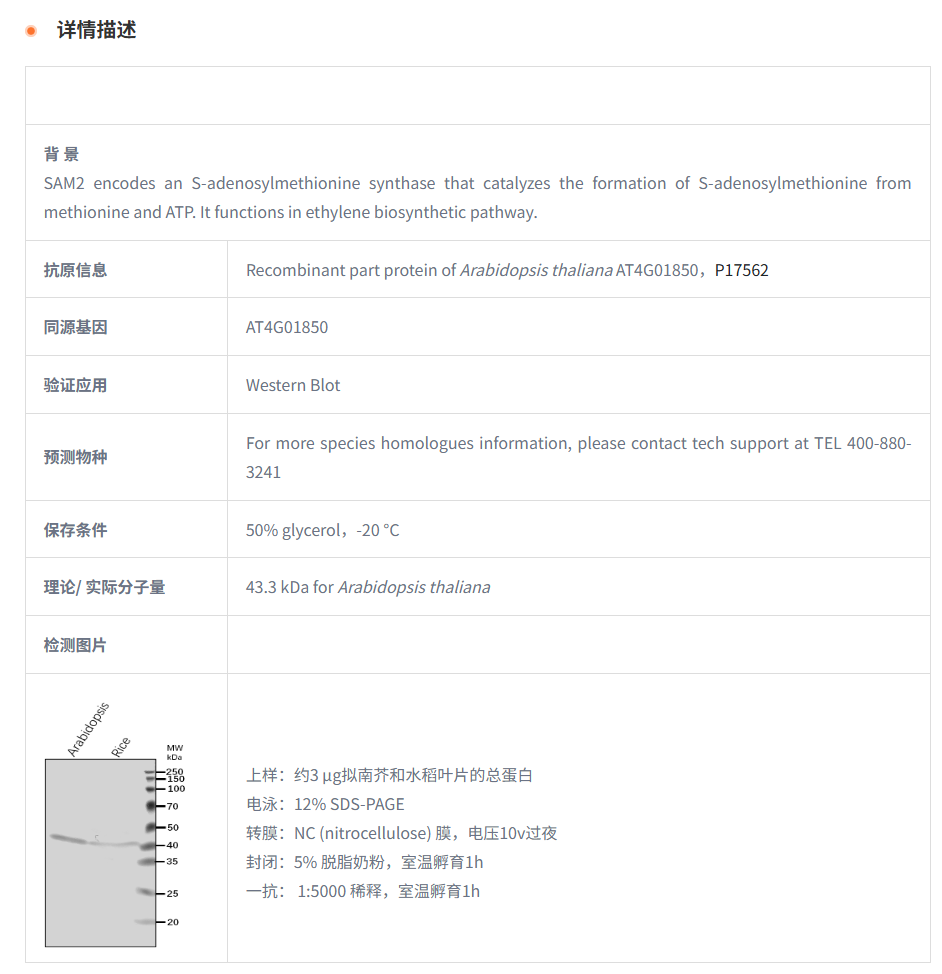 【植物抗体】Anti-SAM2/ S-adenosylmet