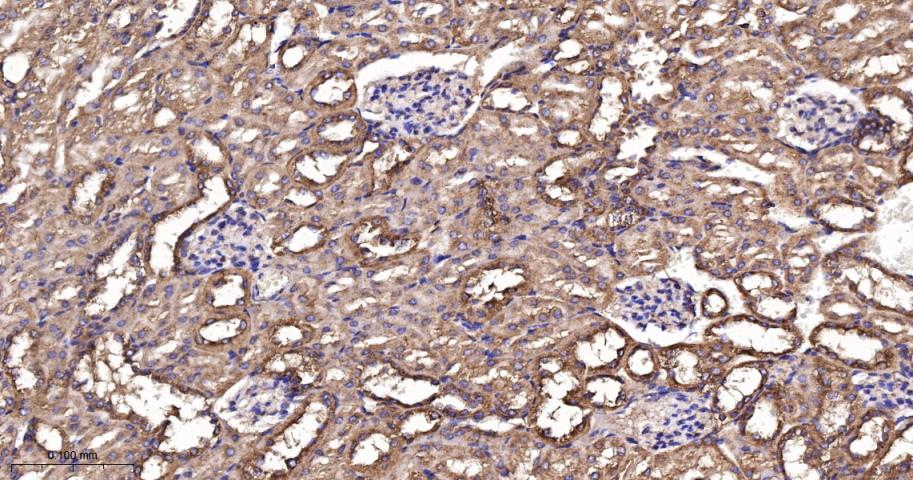EEF1A1 Recombinant Rabbit mAb(
