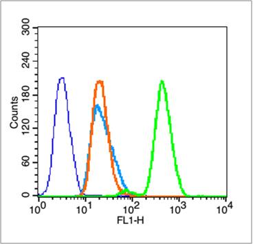 phospho-Histone H3 (Thr3) Rabb