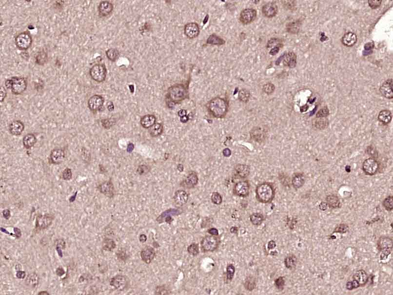 FITM2 Rabbit pAb(bs-16091R)-50