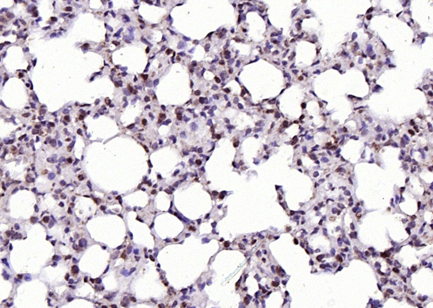 RGC32/C13orf15 Rabbit pAb(bs-9