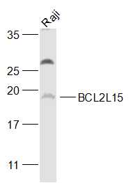 BCL2L15 Rabbit pAb(bs-7582R)-5