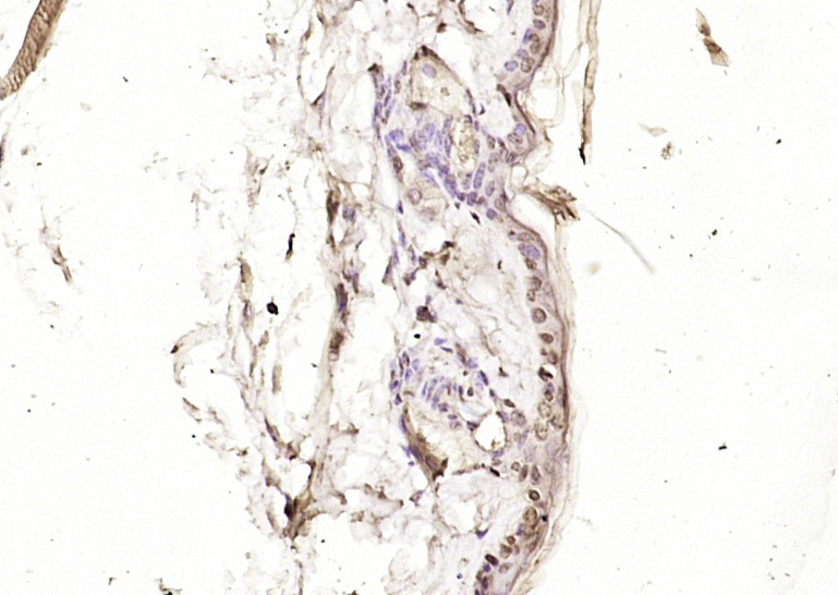 KIAA1199 Rabbit pAb(bs-21528R)