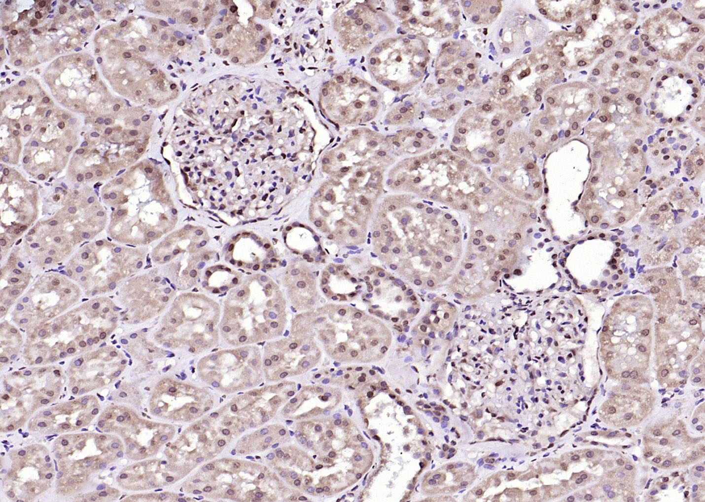 RGC32/C13orf15 Rabbit pAb(bs-9