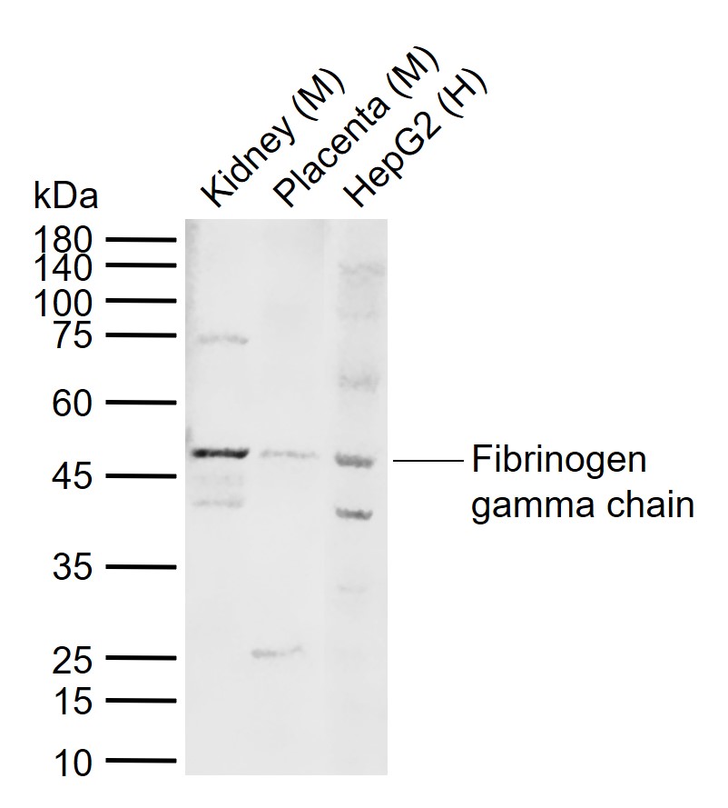 Fibrinogen gamma chain Rabbit 