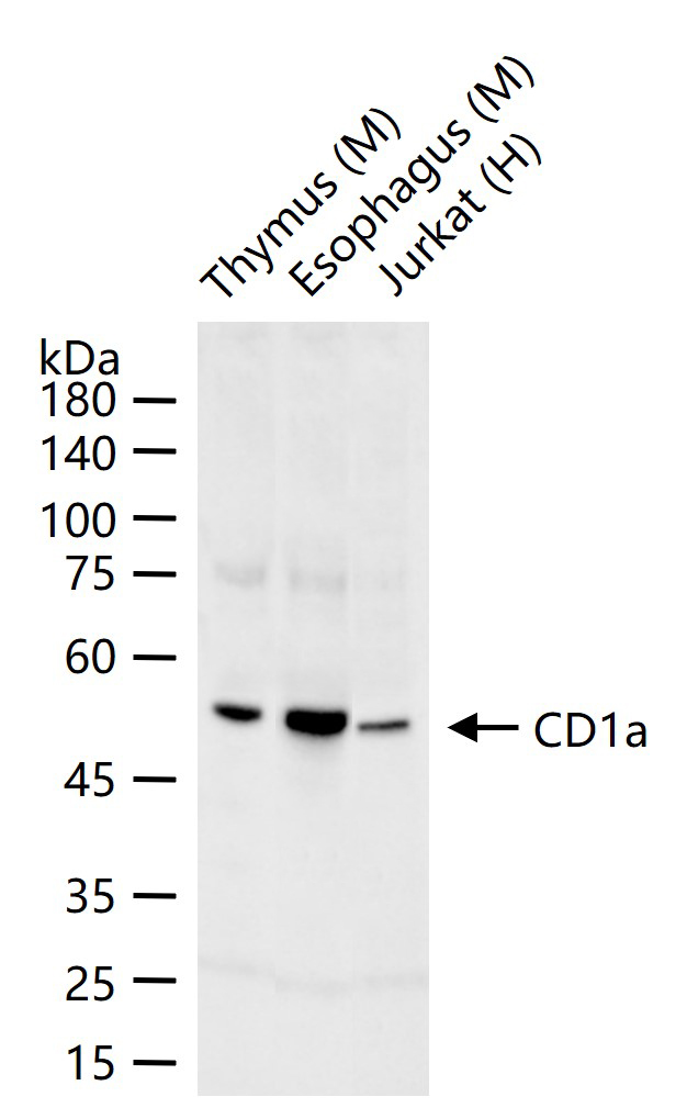 CD1a Rabbit pAb(bs-22573R)-50u