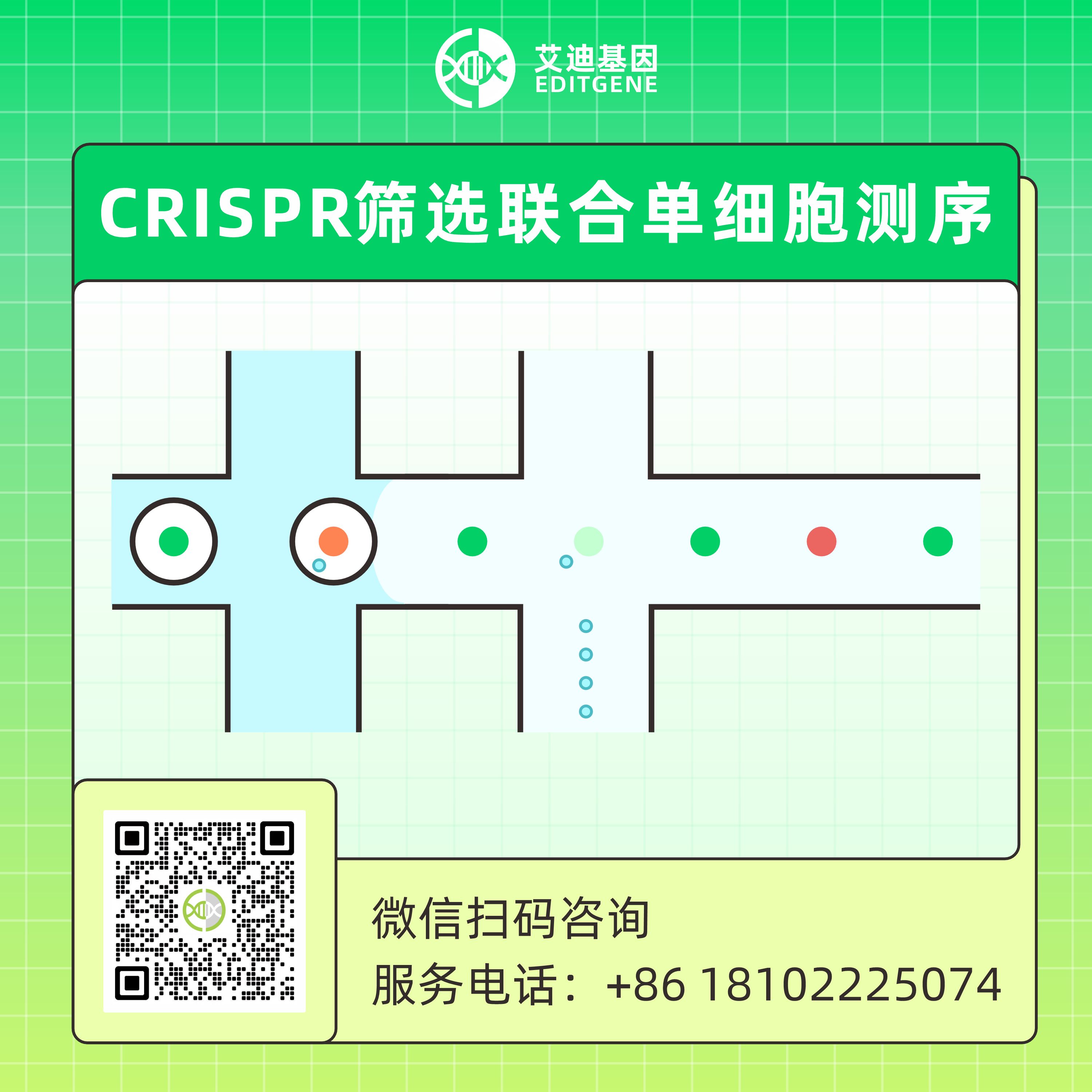 CRISPR筛选联合单细胞测序(10x Genomics的Chromium单细胞CRISPR筛选)