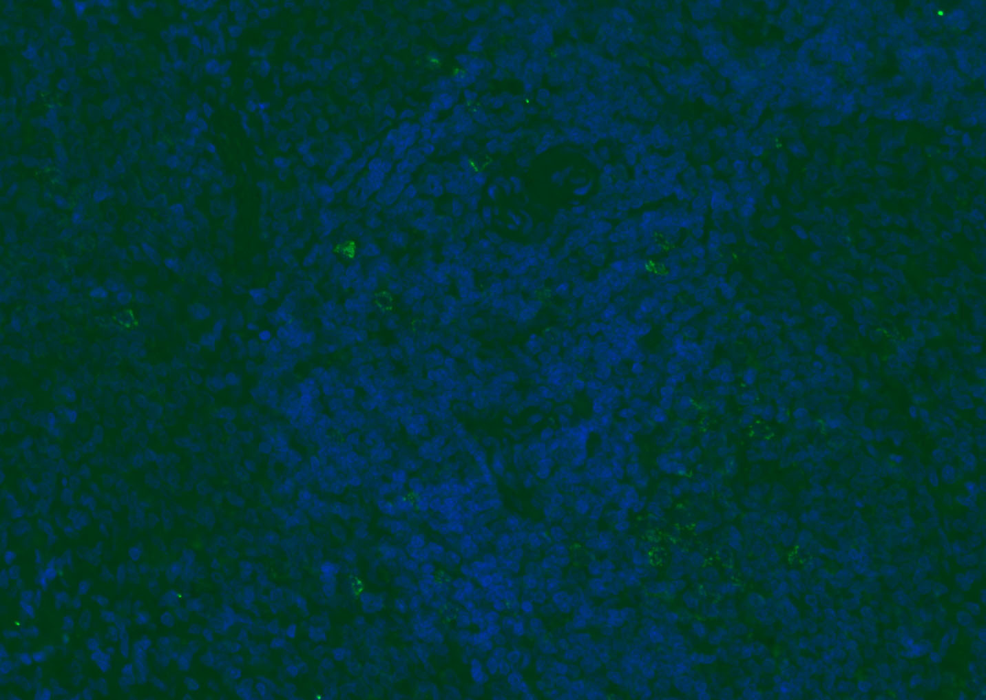 CD8B Rabbit pAb(bs-4914R)-50ul