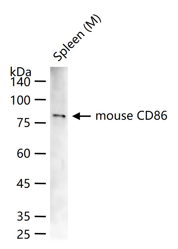 mouse CD86 Rat mAb(bsm-30162A)