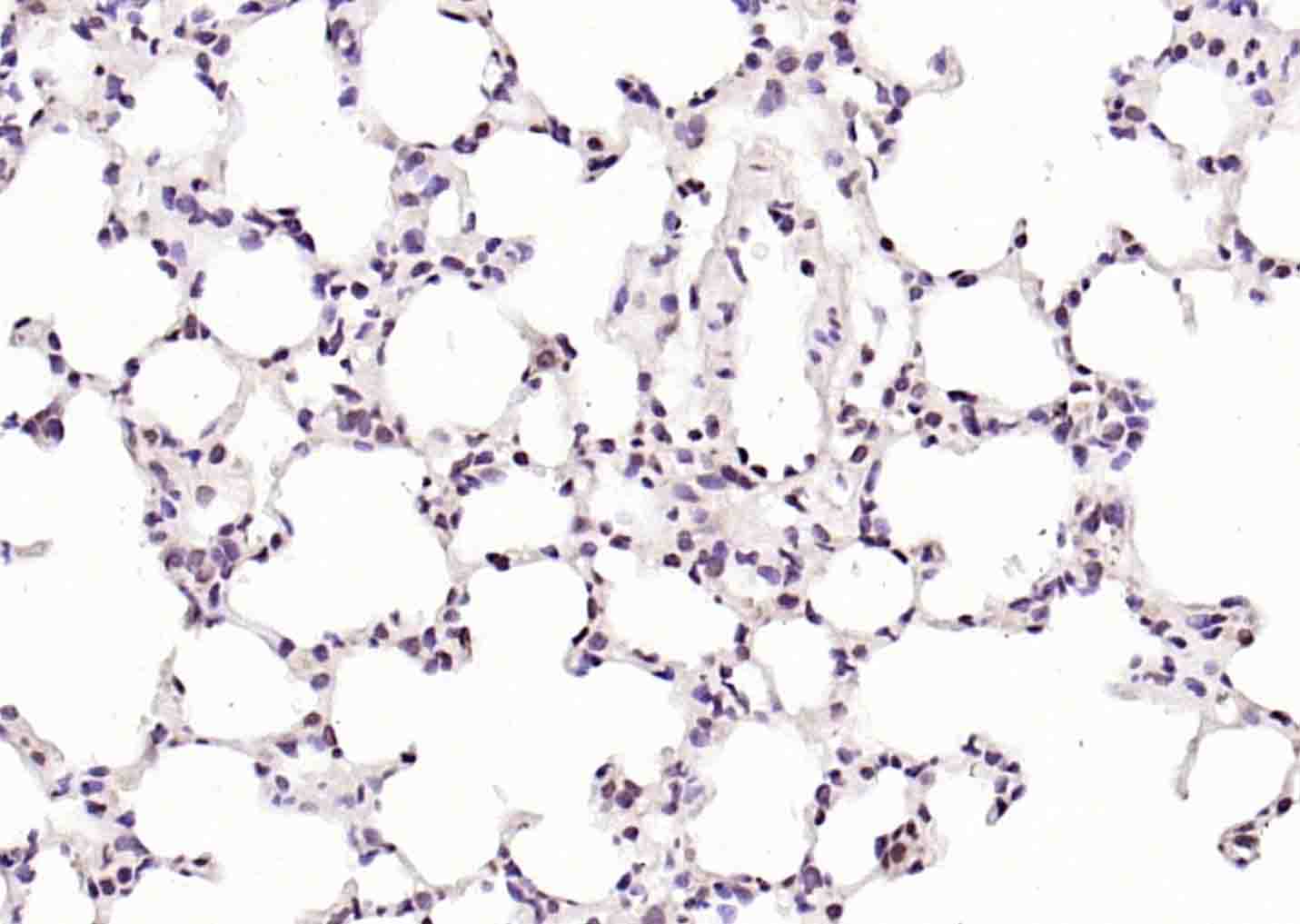 RNA polymerase II Rabbit pAb(b