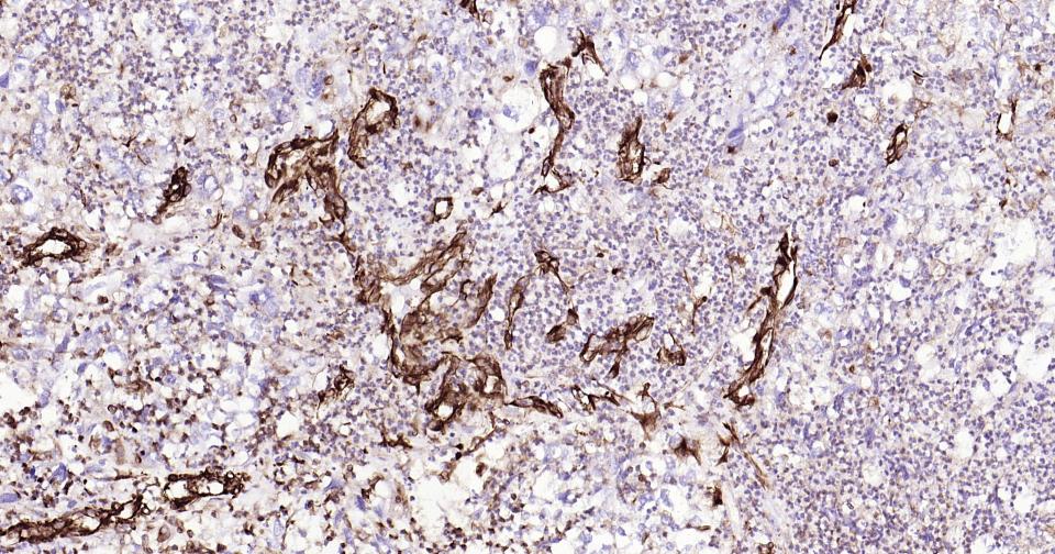 Vimentin Mouse mAb(bsm-33170M)