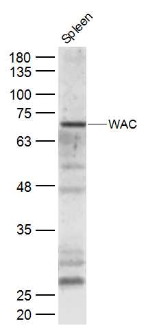 WAC Rabbit pAb(bs-12787R)-50ul