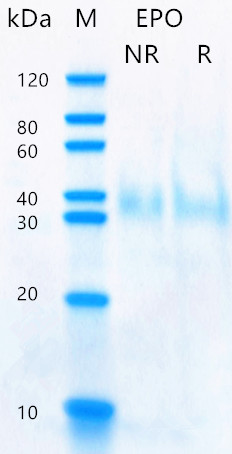 Recombinant human EPO protein 