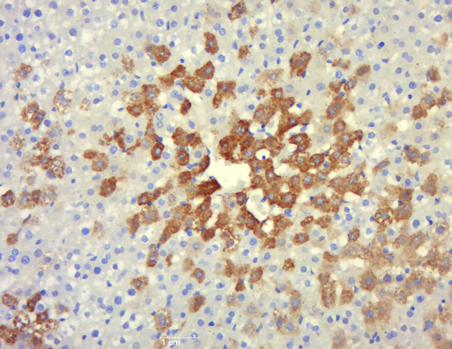 IASPP Rabbit pAb(bs-0284R)-50u