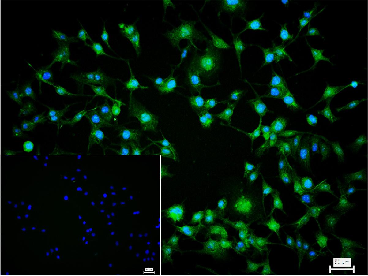 Pan Methylated Lysine Mouse mA