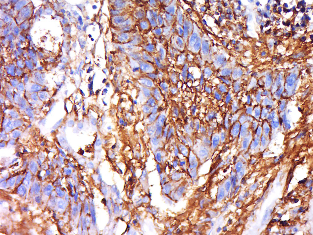 IRGQ Rabbit pAb(bs-16707R)-50u