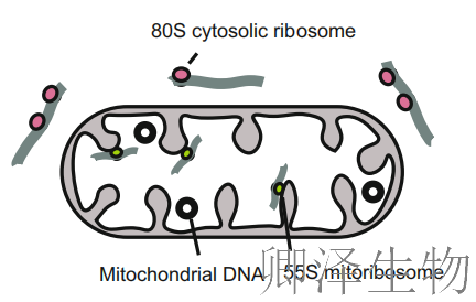 超越转录组，您的翻译组学研究最佳合作伙伴， 让核糖体的“工作实况”一目了然