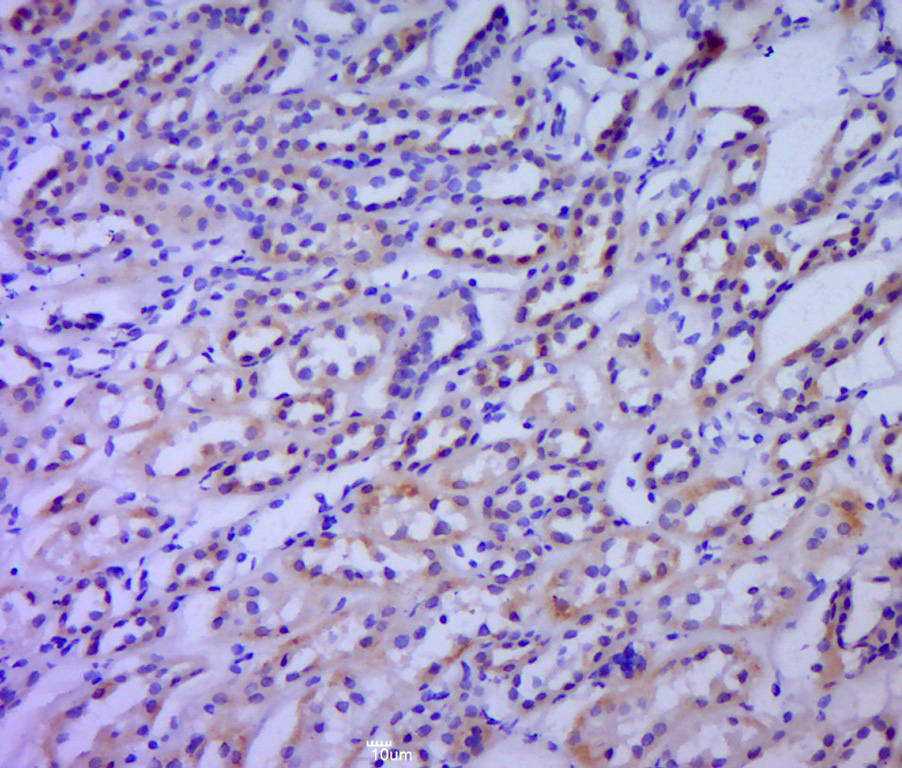 phospho-eNOS (Ser615) Rabbit p