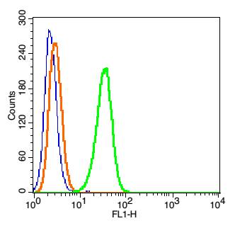 DYNC1I1 Rabbit pAb(bs-10470R)-