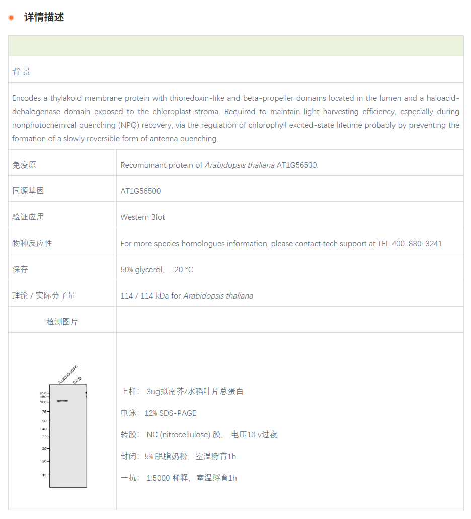 【植物抗体】Anti-SOQ1 / Suppressor o