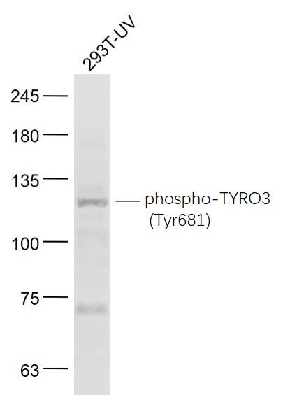 phospho-TYRO3 (Tyr681) Rabbit