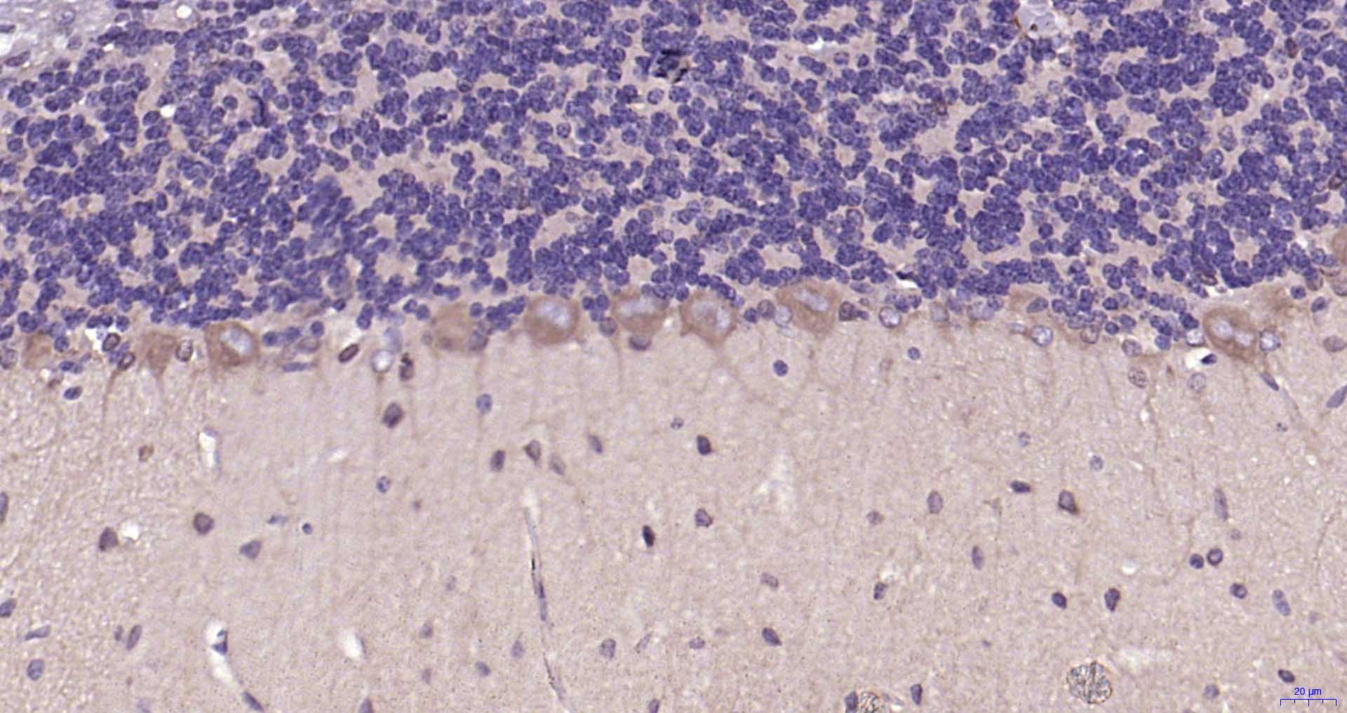 MAP1B Rabbit pAb(bs-11028R)-50